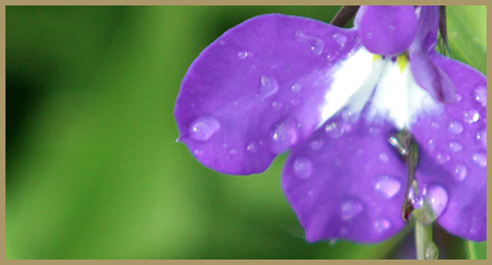 Flowers at Caledonia